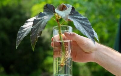 How to Propagate Begonia Maculata: A Complete Guide