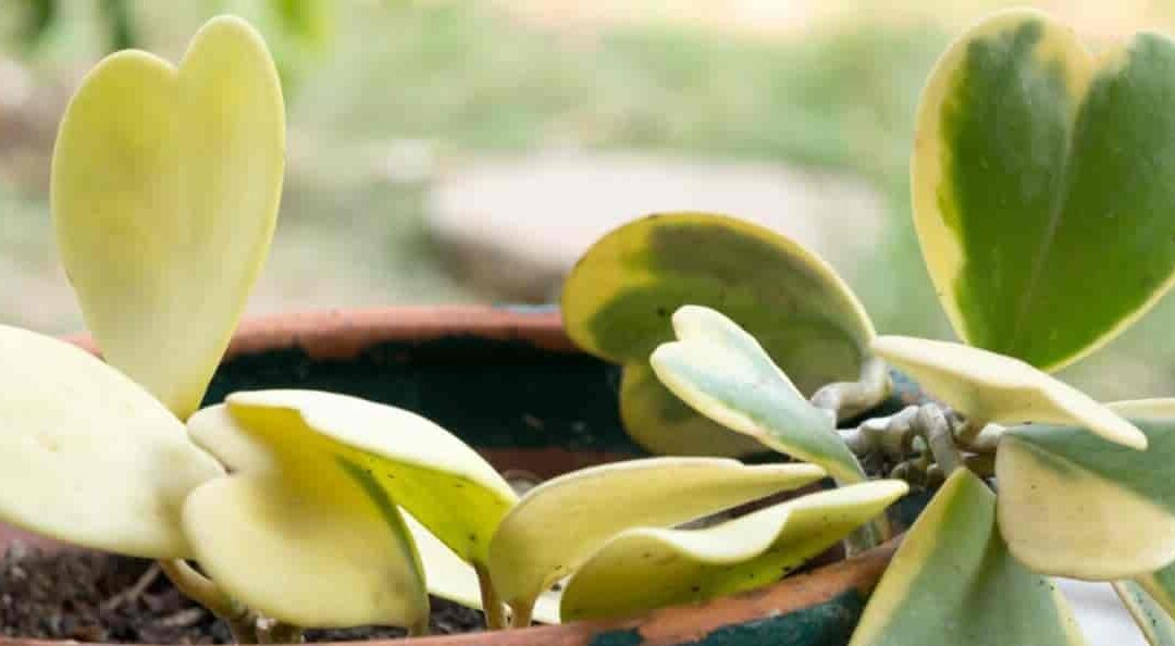 The Ultimate Guide to Propagating Hoya Kerrii
