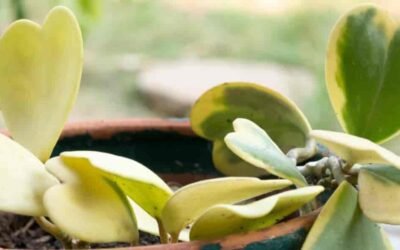 The Ultimate Guide to Propagating Hoya Kerrii