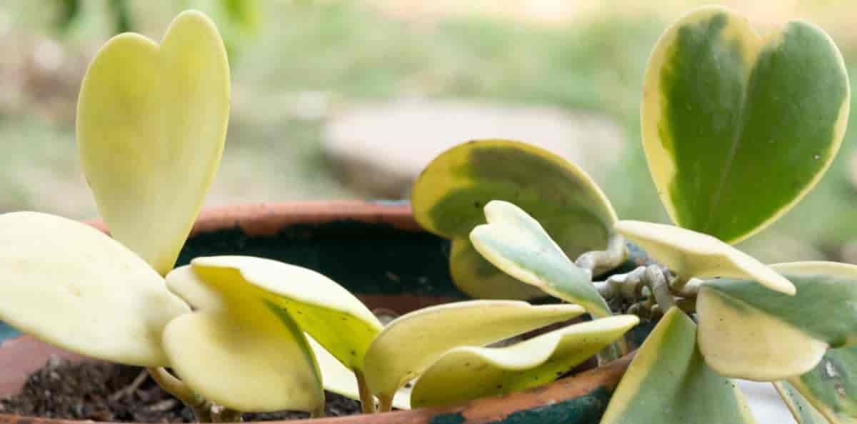 Propagating Hoya Kerrii_2 Propagating Hoya Kerrii