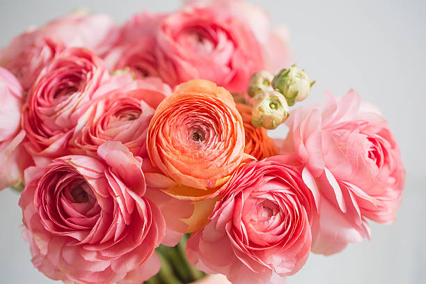 Ranunculus Flower