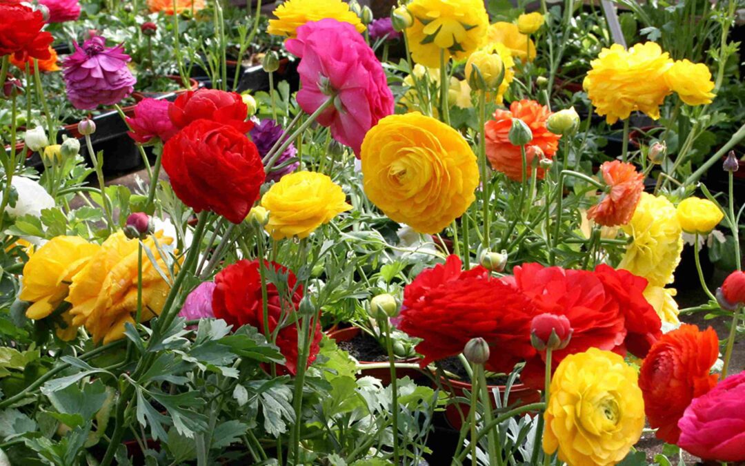 Best 8 Ranunculus Flowers for Your Garden: A Simple Guide