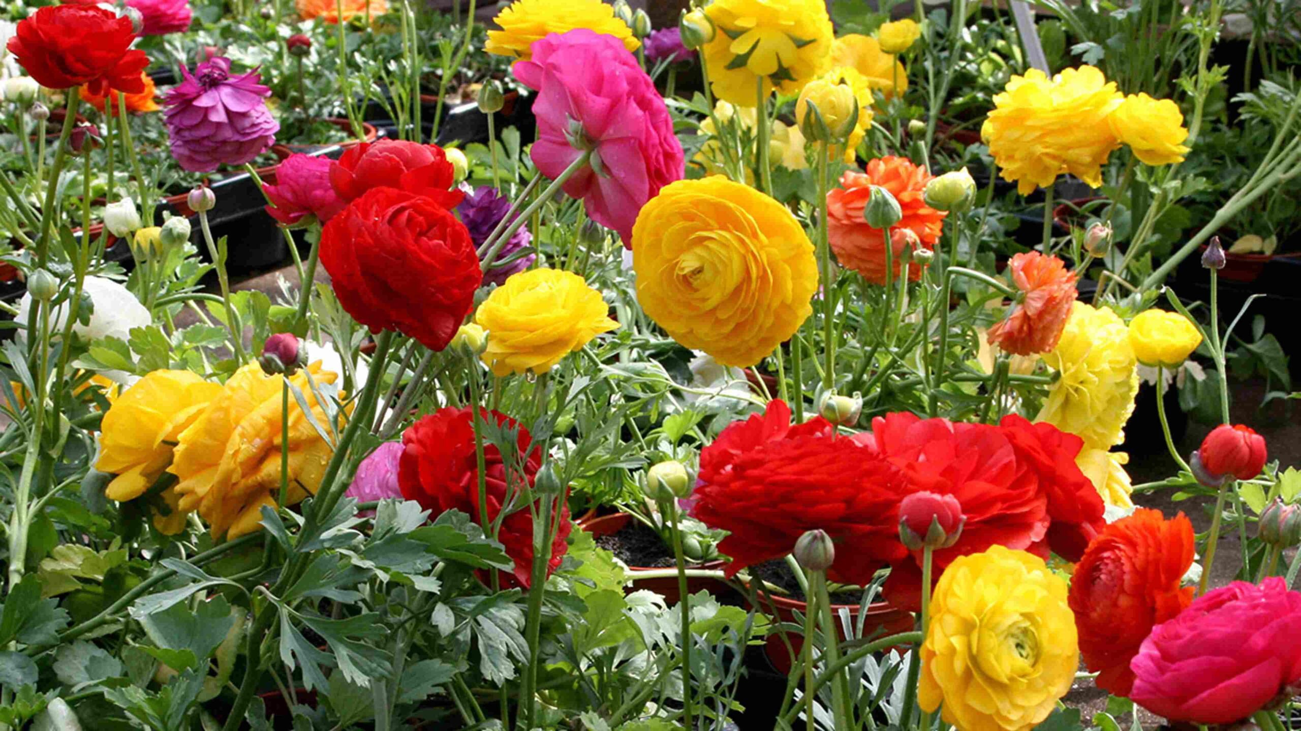 Ranunculus Flowers_1 Ranunculus Flowers