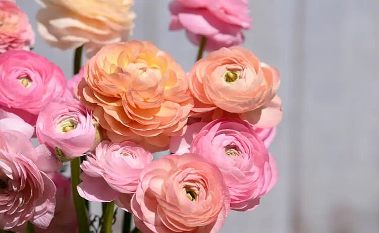 Ranunculus Flowers