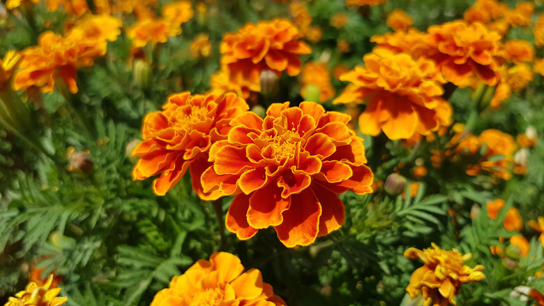 French,Marigolds,Background.,Orange,Floral,Background.,Orange,Marigolds.,Orange,French Sunflower Companion