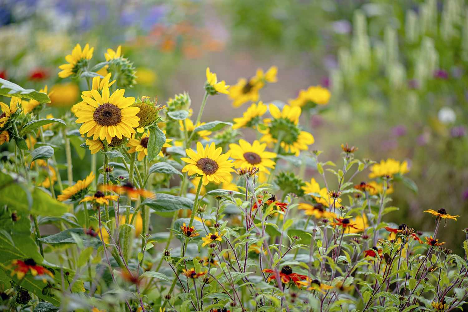 Sunflower Companion