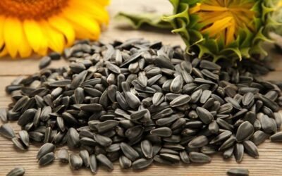 The Health Benefits of Sunflower Seeds for Men: A Comprehensive Guide
