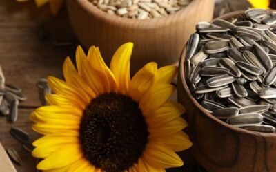 The Incredible Health Benefits of Sunflower Seeds for Women
