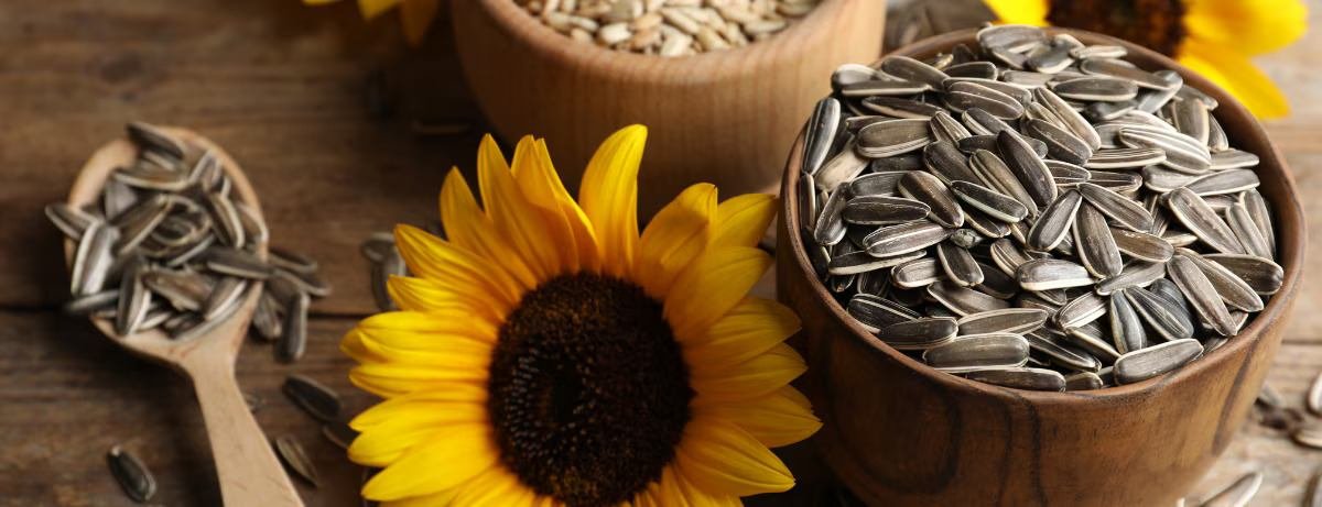 Sunflower Seeds for Women