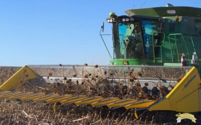 When to Harvest Sunflower Seeds: A Complete Guide