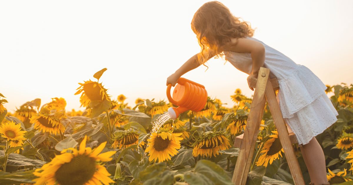 Sunflowers Need