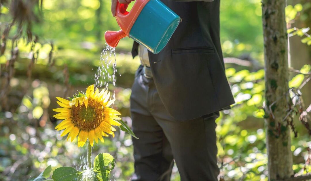 How Much Water Do Sunflowers Need?