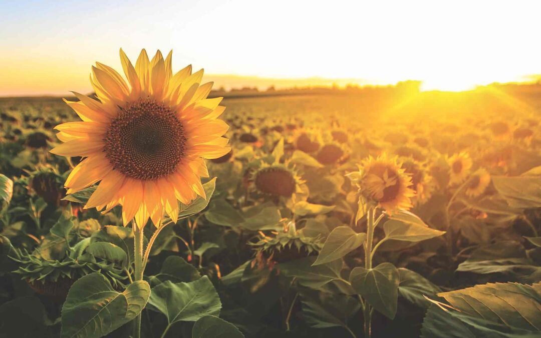 When to Plant Sunflowers in Texas: A Simple Guide