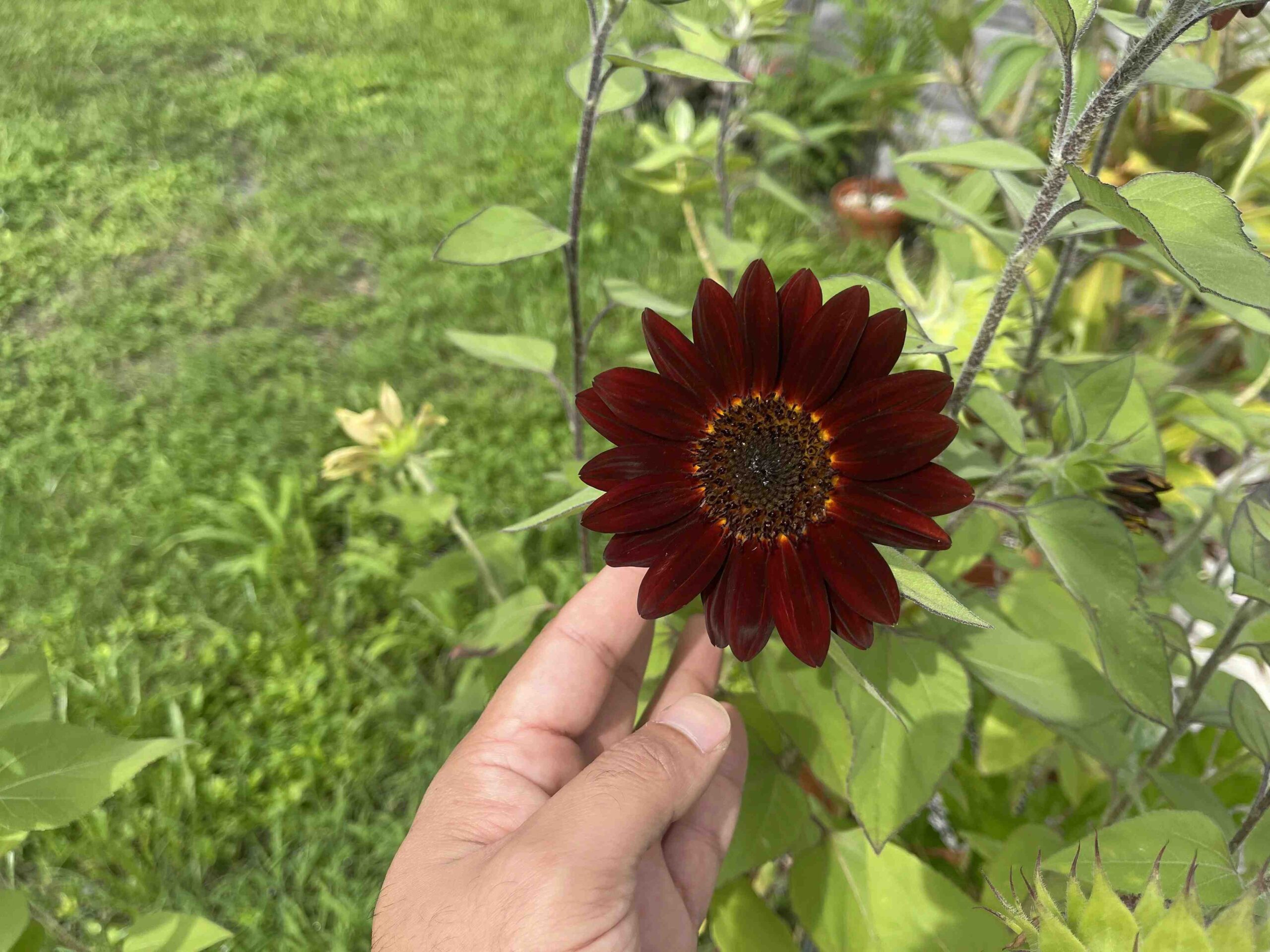 Sunflowers