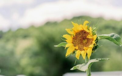 How to Keep Sunflowers Alive