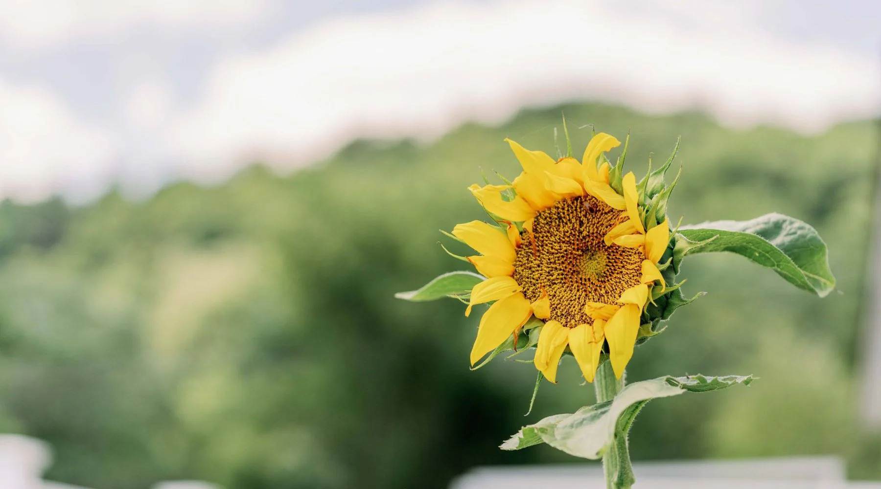 Sunflowers_2 Sunflowers