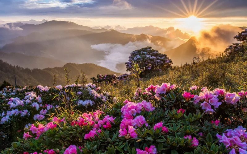 Valley of Flowers Best Time to Visit