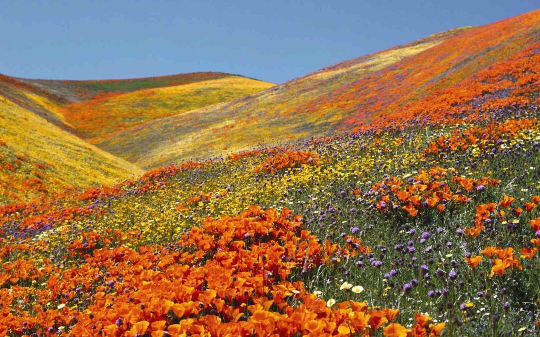 Valley of Flowers Best Time to Visit: Plan Your Trip