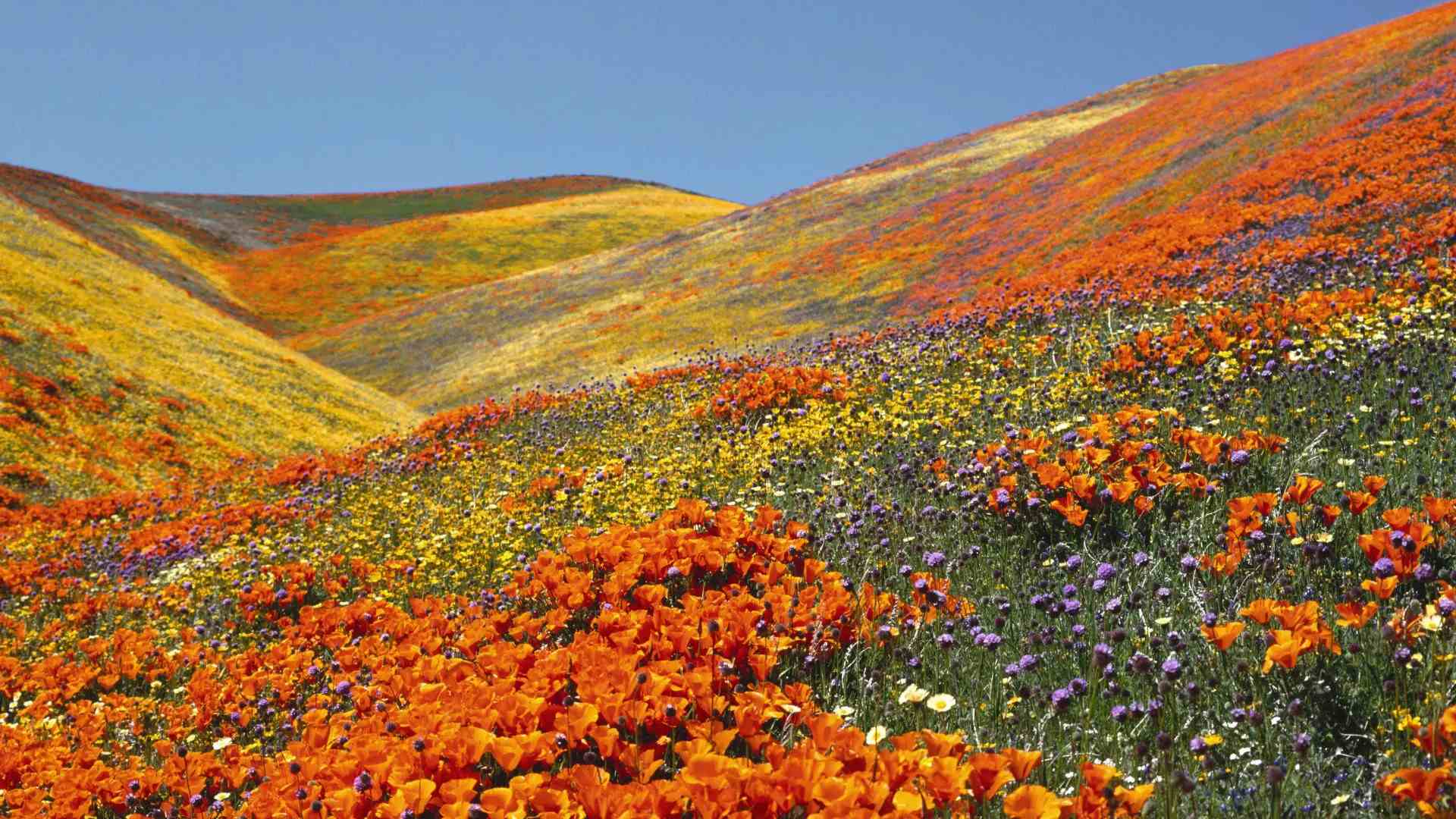 Valley of Flowers Best Time to Visit_3 Valley of Flowers Best Time to Visit