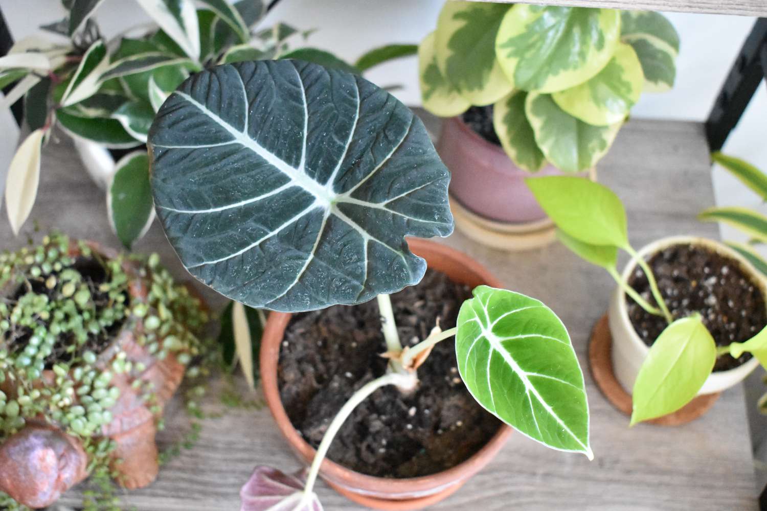 Alocasia Black Velvet Grow