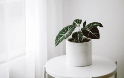 Can Alocasia Black Velvet Grow in Water?
