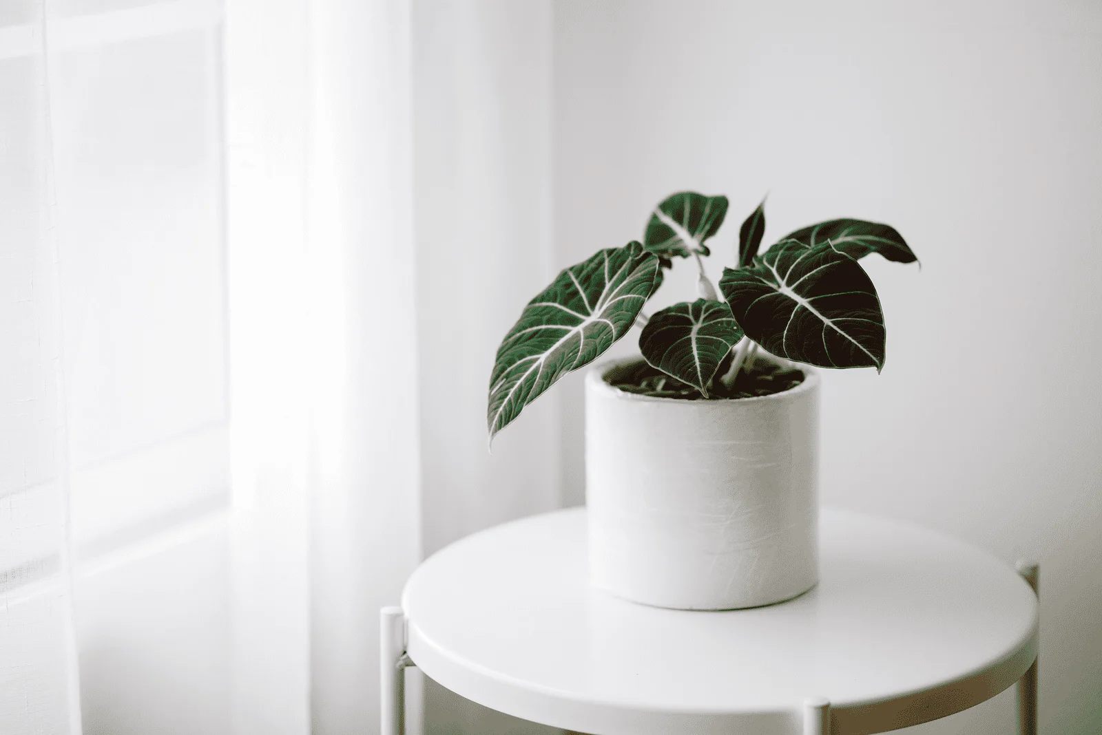 Alocasia Black Velvet Grow_3 Alocasia Black Velvet Grow
