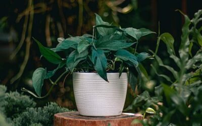 Baltic Blue Pothos Care Guide: Indoor Tips