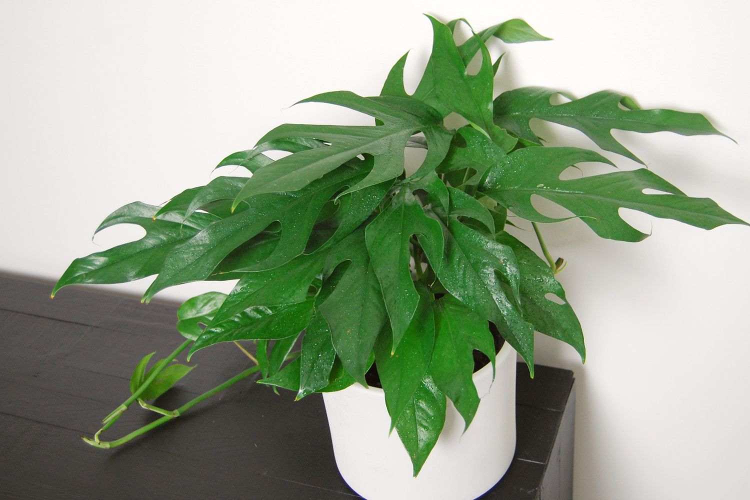 Baltic Blue Pothos Care