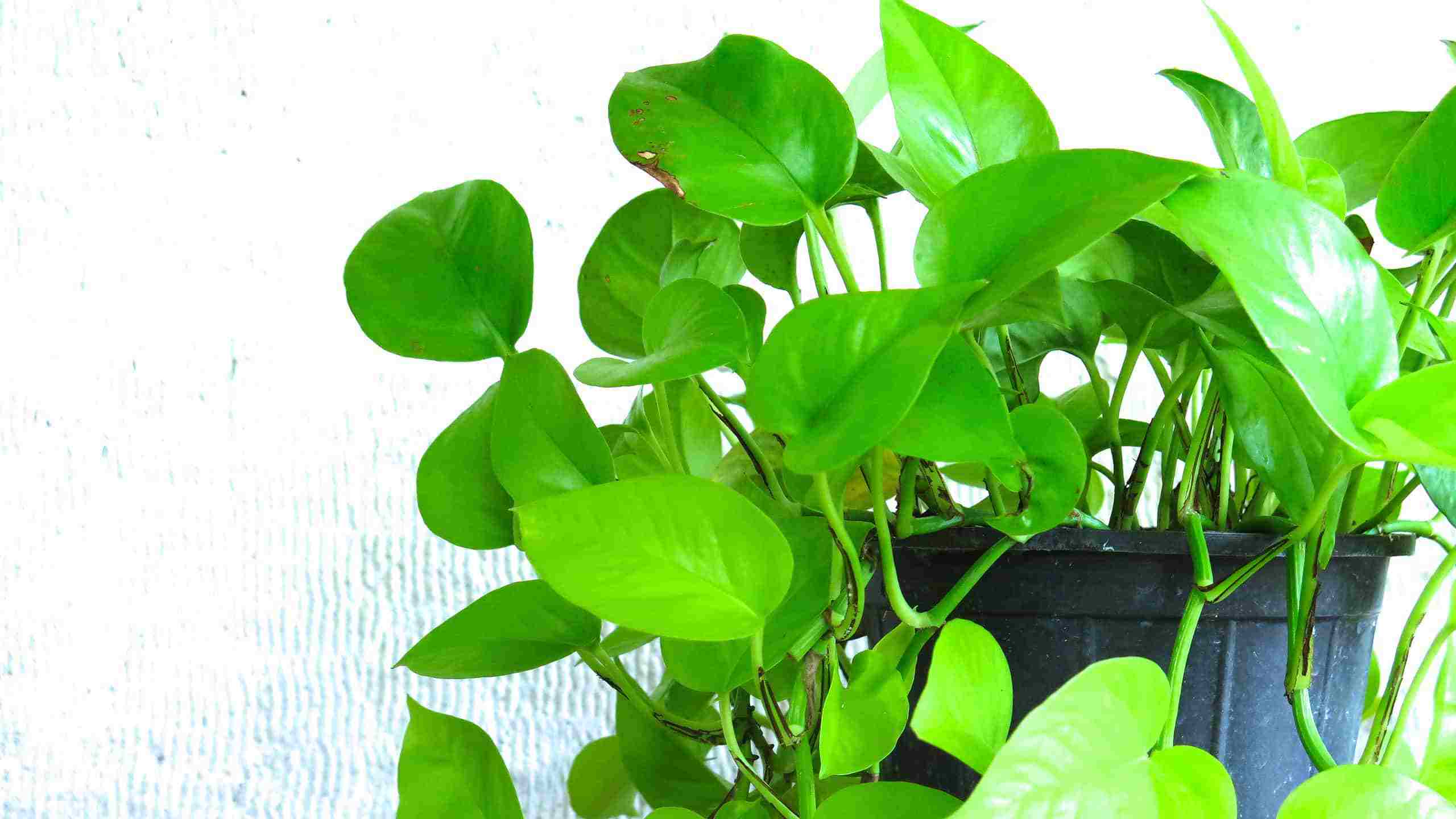 Can Neon Pothos Be Outside