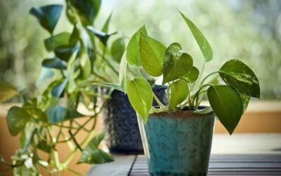 Can Neon Pothos Be Outside? A Comprehensive Guide