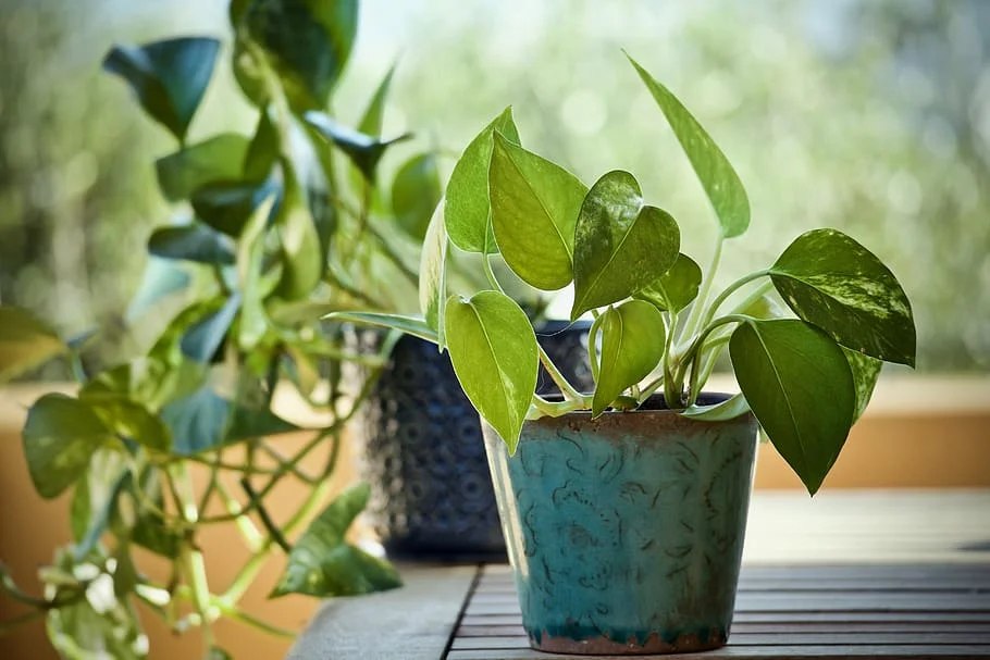 Can Neon Pothos Be Outside_3 Can Neon Pothos Be Outside