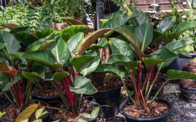 Caring for an Philodendron Erubescens: Indoor Care & More