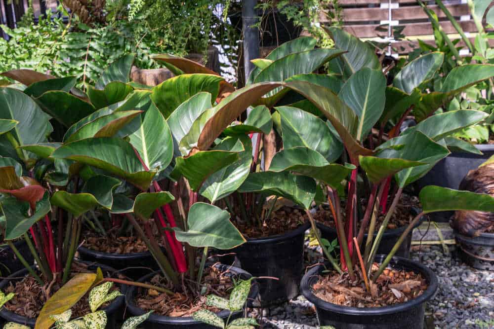 Caring for an Philodendron Erubescens_2 Caring for an Philodendron Erubescens