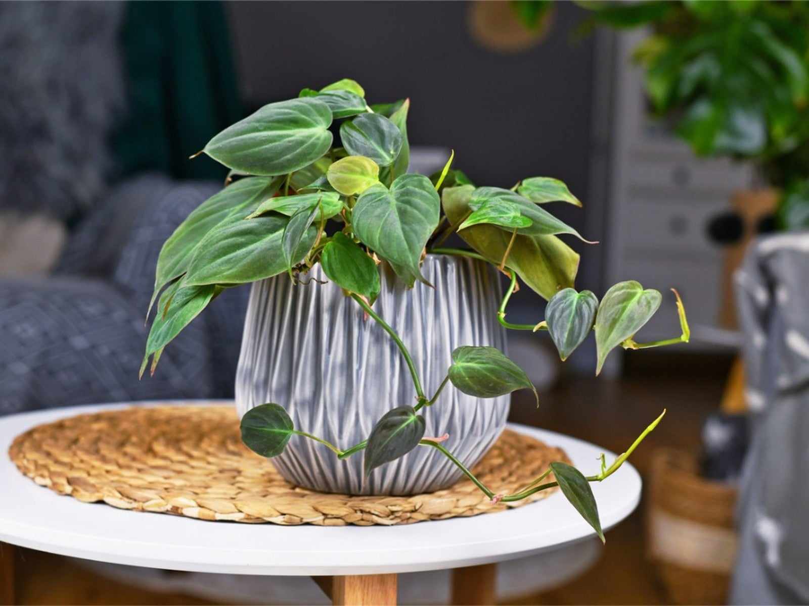 Caring for an Philodendron Erubescens
