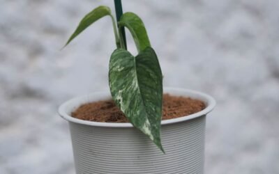 Complete Guide to Cebu Blue Pothos Fenestrations