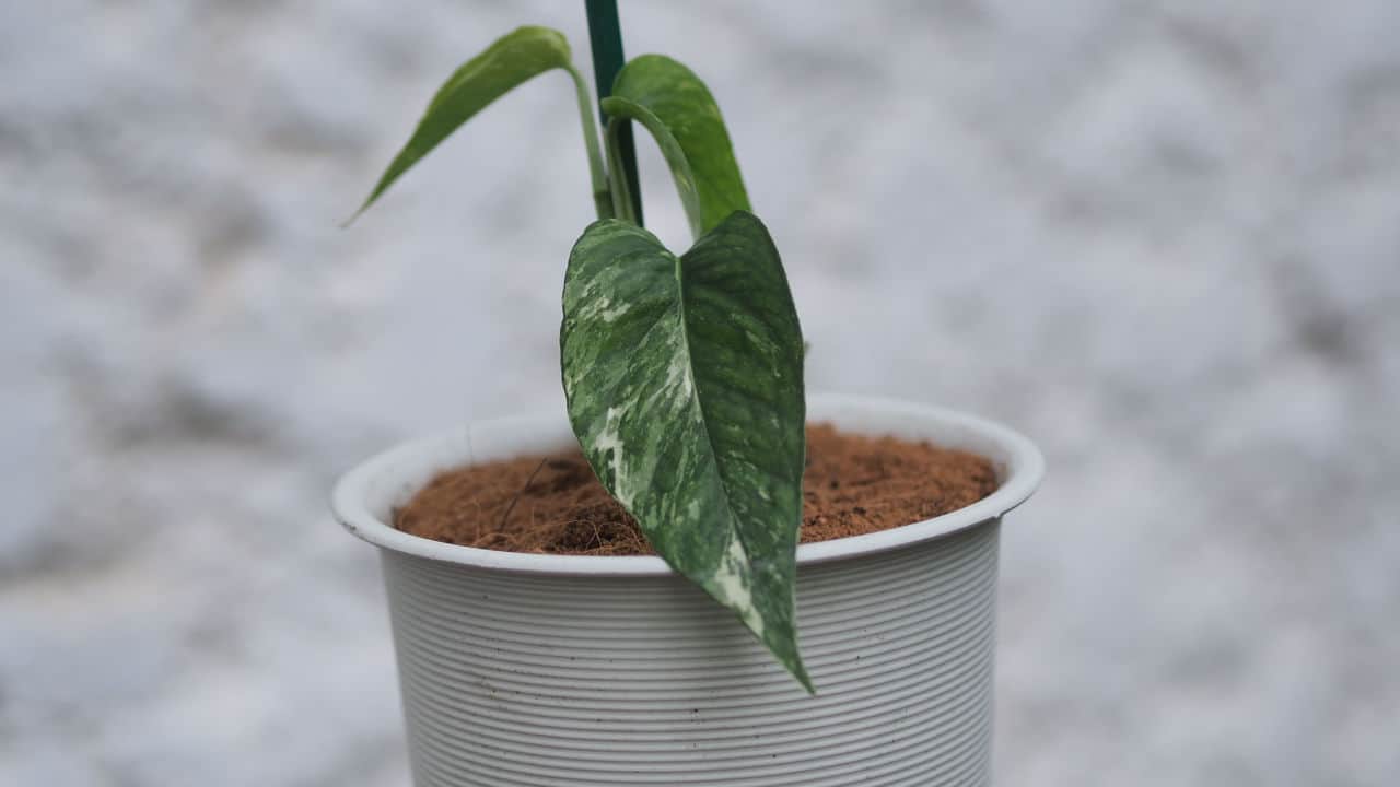 Cebu Blue Pothos Fenestrations_1 Cebu Blue Pothos Fenestrations