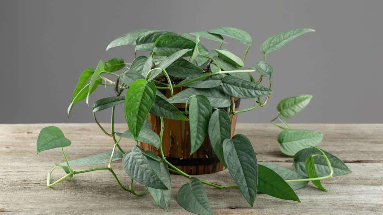 Cebu Blue Pothos Fenestrations