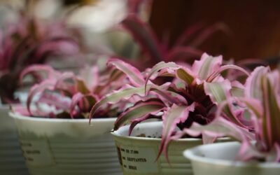 Cryptanthus Acaulis Care: Essential Tips for Growing Plant