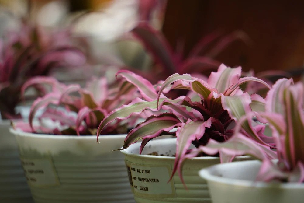 Cryptanthus Acaulis Care_2 Cryptanthus Acaulis Care