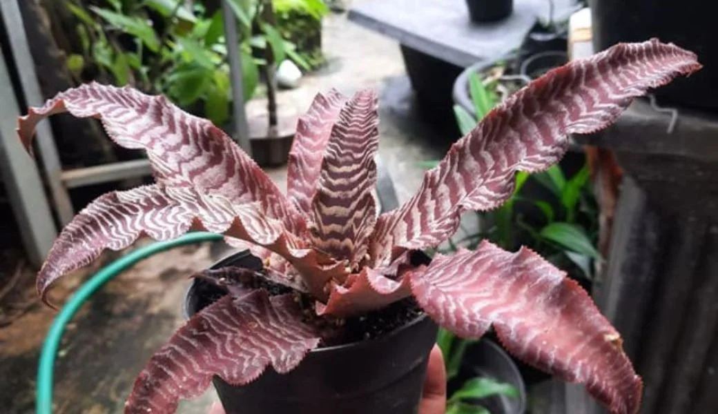 Cryptanthus Acaulis Care