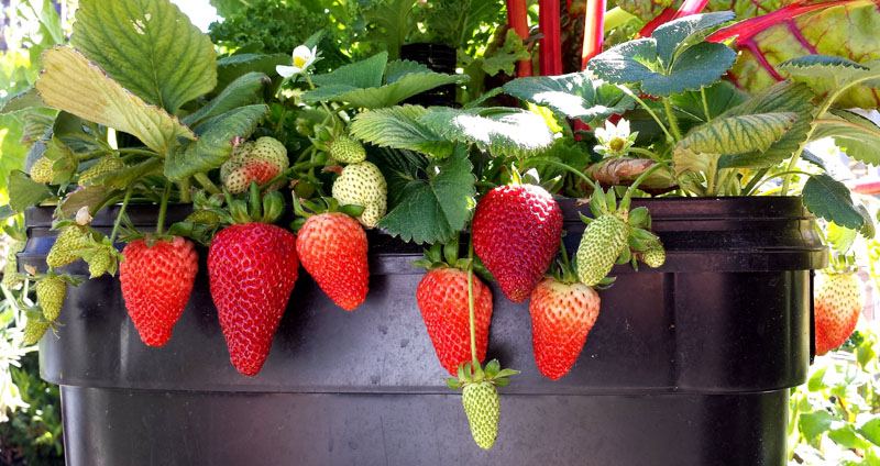 How To Ripen Strawberries
