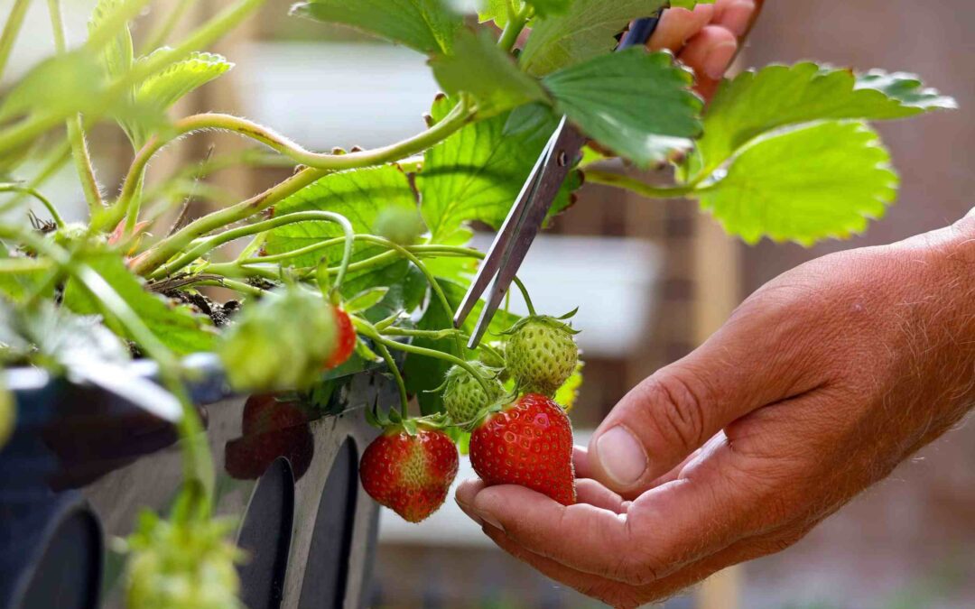 How To Ripen Strawberries at Home: Easy Methods