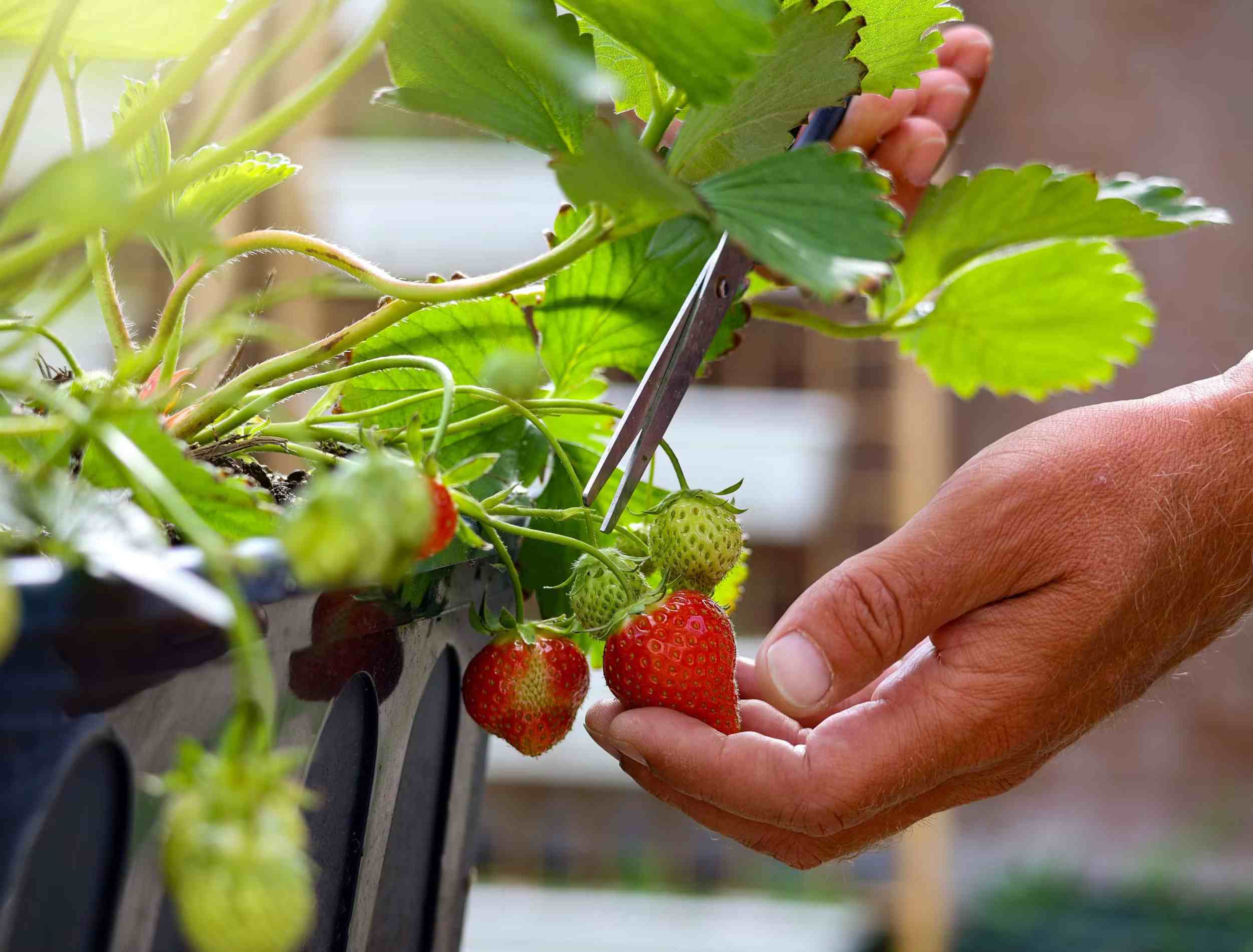 How To Ripen Strawberries