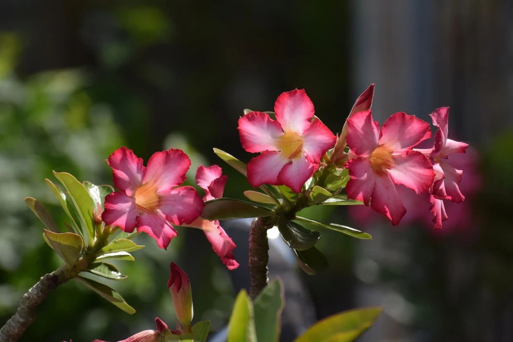 How to Care for a Desert Rose Plant