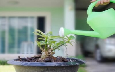 Ultimate Guide on How to Care for a Desert Rose Plant