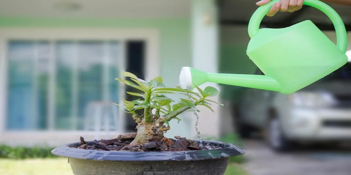 How to Care for a Desert Rose Plant_3 How to Care for a Desert Rose Plant
