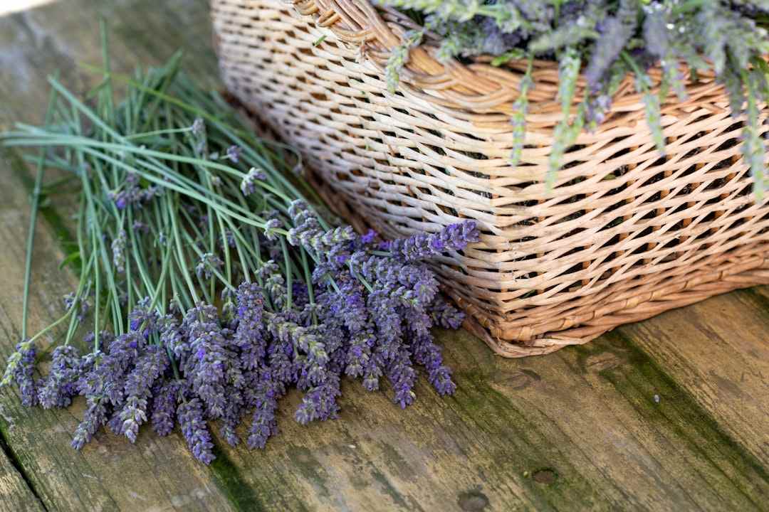 Lavender Edible