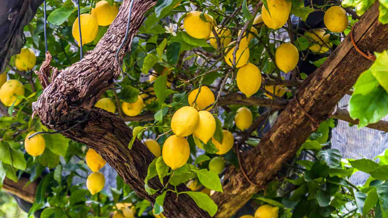Lemon Tree Growth