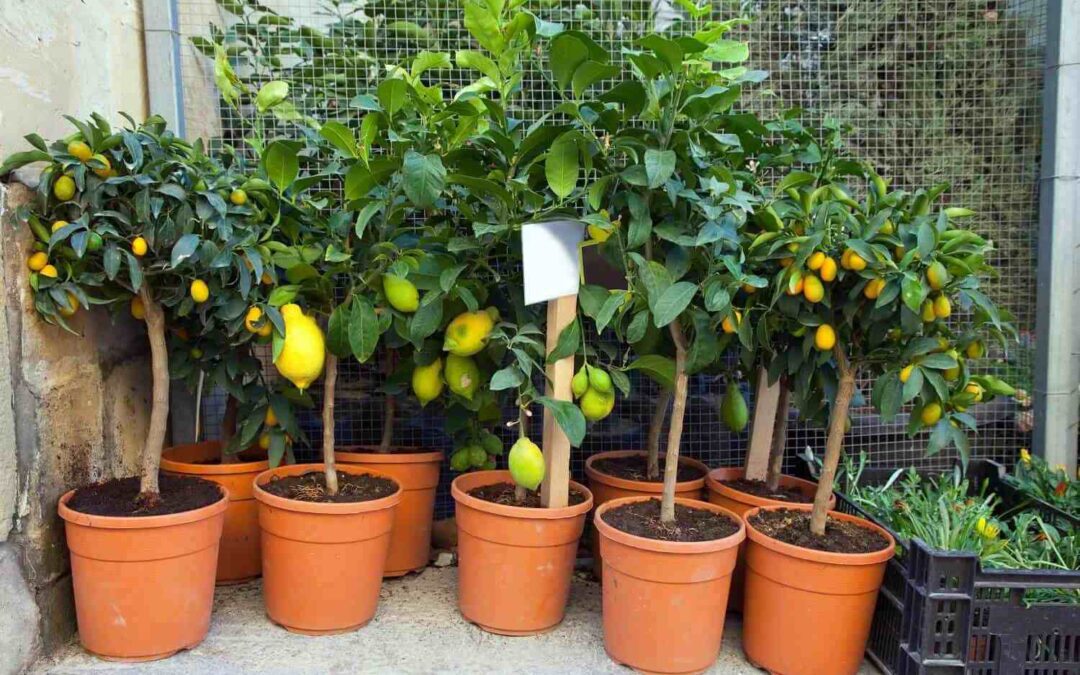 Growing Lemon Tree Growth Stages and Care Tips