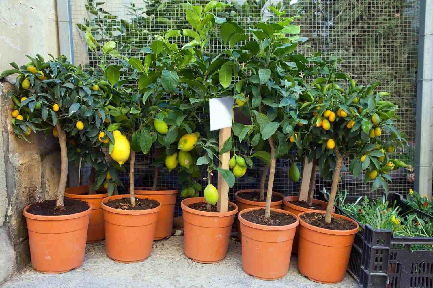 Lemon Tree Growth_3 Lemon Tree Growth